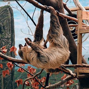 Two-toed Sloth