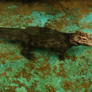 Dwarf Caiman