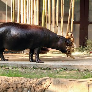 Pygmy Hippopotamus