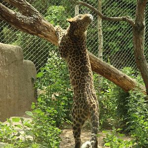 Amur Leopard