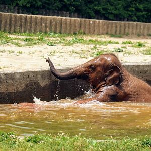 Asian Elephant baby playing in water
