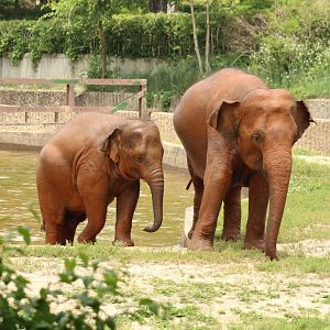 Asian Elephants