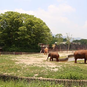 Overview of the Asian Elephant exhibit
