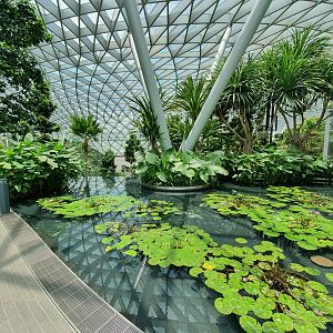 Jewel Changi Airport - Waterlily Pond