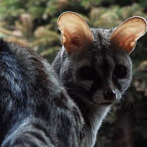 Common Genet Axe Valley