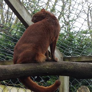 Jaguarundi Axe Valley