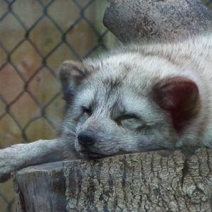 Arctic Fox Axe Valley
