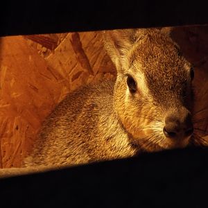 Chacoan Mara Axe Valley