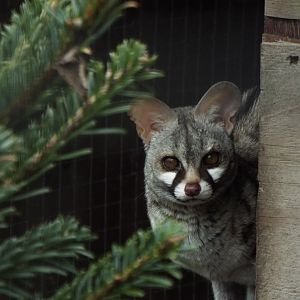 Common Genet Axe Valley