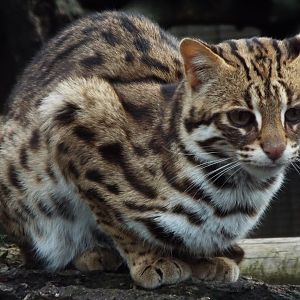 Indochinese Leopard Cat Axe Valley
