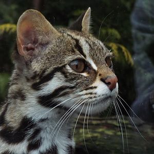 Indochinese Leopard Cat Axe Valley