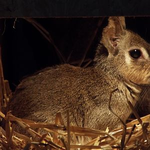 Chacoan Mara Axe Valley