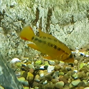 Cichlid ID