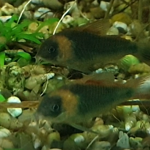 Corydoras eques