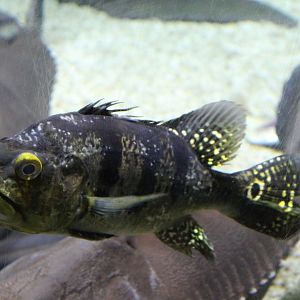 Cichla kelberi - juvenile