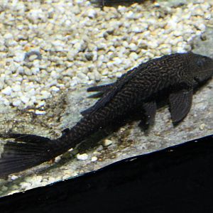 Pleco species