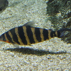Banded laporinus - Laporinus fasciatus