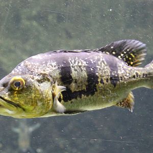 Cichla kelberi - adult