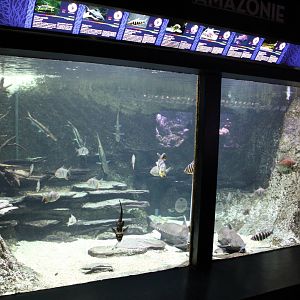 South American river aquarium