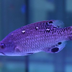 Diana's hogfish - Bodianus diana