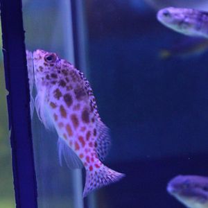 Coral hawkfish - Cirrhitichthys oxycephalus