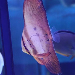 Orbicular batfish - Platax orbicularis