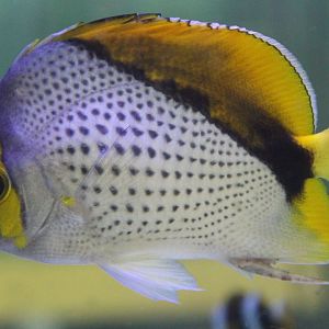 Marquesan butterflyfish - Chaetodon declivis
