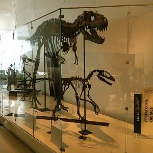 Deinonychus & Albertosaurus