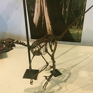 Dromaeosaurus