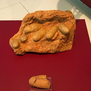Oviraptor Eggs