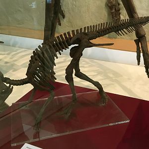 Edmontosaurus Hatchling