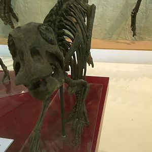 Edmontosaurus Hatchling Closeup