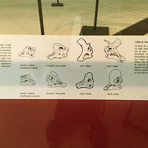 Lambeosaurs Grow Up Sign