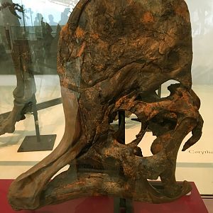 Corythosaurus Adult Skull