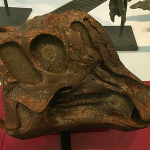 Corythosaurus Juvenile Skull