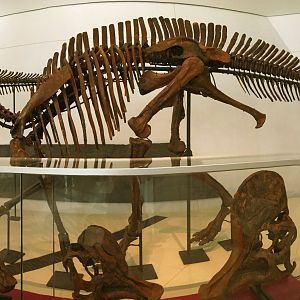 Corythosaurus