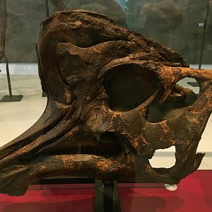 Lambeosaurus Sub-Adult Skull