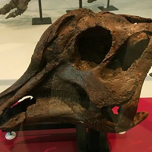 Lambeosaurus Juvenile Skull