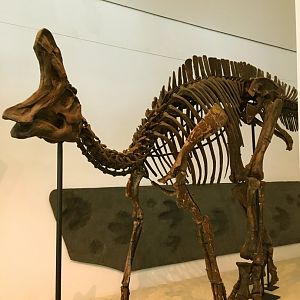 Lambeosaurus