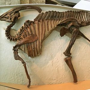 Parasaurolophus