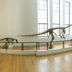 Herrerasaurus & Plateosaurus