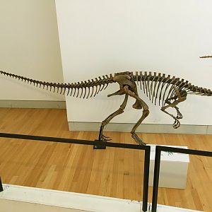 Herrerasaurus