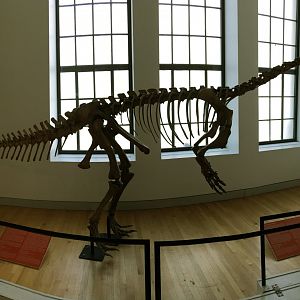 Plateosaurus