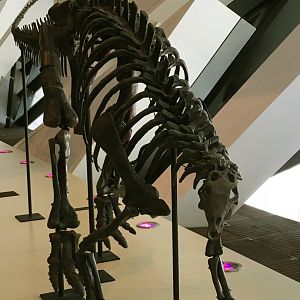 Camptosaurus Closeup