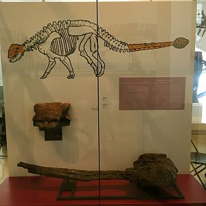 Ankylosaur Tail