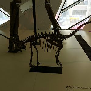 Sauropod Juvenile