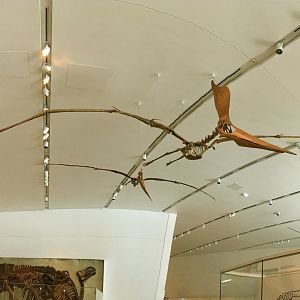 Pteranodon Sternbergi