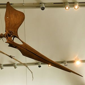 Pteranodon Sternbergi Closeup