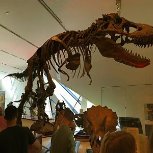 Tyrannosaurus Rex