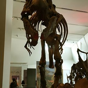Tyrannosaurus Rex Front View